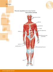 musculos_esqueleticos_do_corpo_humano.pdf